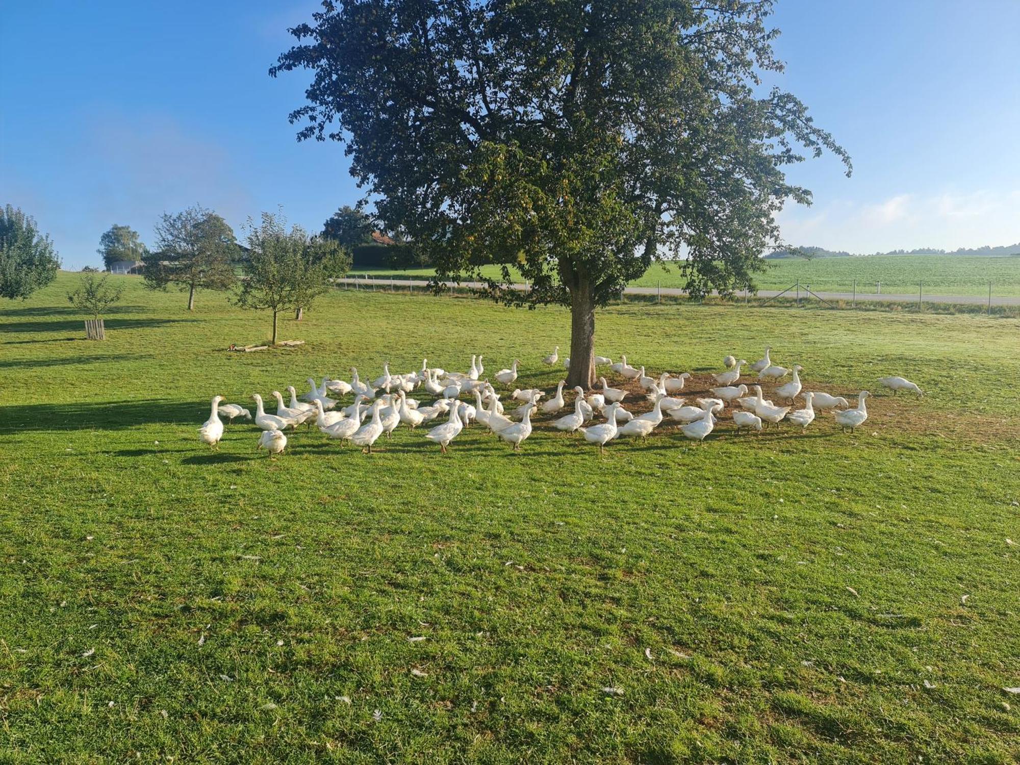 Landgasthof Entenwirt Tarsdorf Exteriér fotografie