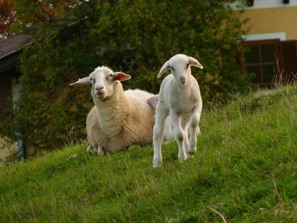 Landgasthof Entenwirt Tarsdorf Exteriér fotografie